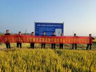 合肥廬江縣單季晚稻再產“噸糧田”