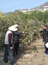 晓天镇科技特派员到村指导油茶低效林改造