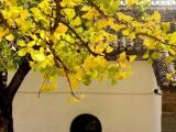 寿县古城：千年银杏树叶子开始变黄（图）