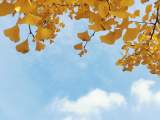 郭发仔:《诗经》里的芳菲——读王张应的散文集《草木诗心》