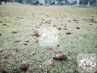 草坪上都是洞，是否遭人為破壞？合肥塘西河公園回應