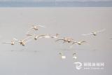 銅陵：生態(tài)好 引鳥來