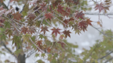 谢光明：闻香识花