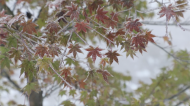 謝光明：聞香識(shí)花