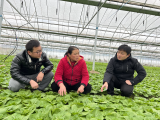 江淮记者走基层 | 芜湖湾沚区：抓好冬季设施蔬菜生产 保障“菜篮子”供应