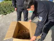 一只“尖嘴小臉”動物受傷 肥東民警救助