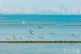 巢湖湿地：生态美丽候鸟来