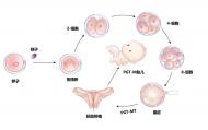 全國首例PGT-MT“零突變”健康寶寶誕生 安醫大團隊助力
