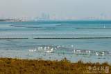 凌泽泉：家住巢湖岸