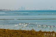 凌澤泉：家住巢湖岸