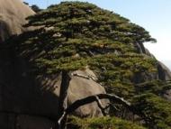 退役军人享受黄山风景区半价门票优惠政策