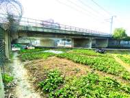 合肥市區鐵路旁“暗藏”菜地   曾多次整治但依舊存在