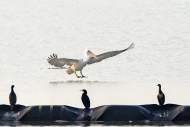 3只卷羽鵜鶘現身巢湖  專家：整個東亞不足150只，為國家一級保護動物