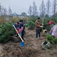 宜秀區楊橋鎮余墩村：盆景書寫致富經，黨建引領先鋒路