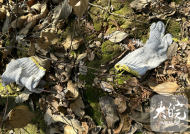 胡鑫宇遺體發現地目擊者：遺體縊吊在糧倉圍墻內側樹枝上