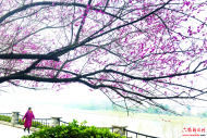 六安：淠河之畔 紅梅綻放