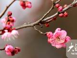立春之日 淮南梅园梅花绽放