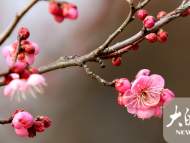 立春之日 淮南梅園梅花綻放
