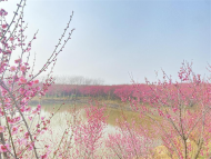 巢湖市廟崗鎮：梅花盛開喜迎春