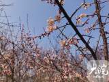 合肥：匡河梅林已有梅花盛开