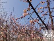 合肥：匡河梅林梅花盛開