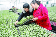 六安：智能大棚育苗忙
