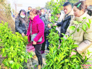 六安：苗木交易市場生意火爆
