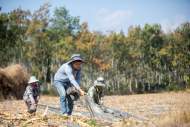 云南省西雙版納熊杰：小玉米做成大產業，傣族村寨借力電商走上致富路
