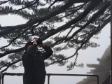 新时代新征程新伟业|黄山“守松人”胡晓春又多了一个身份