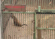 合肥野生動物園5月大小老虎突然變瘸 園方：已用藥物保守治療