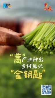 鄉味｜安徽阜南：“蒿”產業種出鄉村振興“金鑰匙”