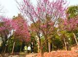 巢湖市区公园“梅花盛开迎春来”