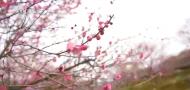 刘春生：古人的“望门投刺”