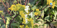 李祖青：被模仿的野菜