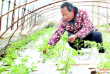 六安菜农忙春管 保障“菜篮子”