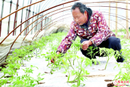 六安菜農忙春管 保障“菜籃子”