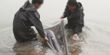 江豚被织物缠绕 游玩学生发现后报警助其脱困