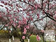 合肥天鵝湖北岸的梅花開了