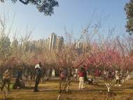 陽光“出勤率”高 安徽最高氣溫將飆升到20℃