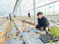 宜秀區羅嶺鎮羅嶺社區：蔬菜種植忙 產業助增收
