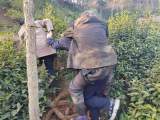 舒城：八旬老人走失近48小时 在山林里被找到