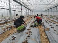 宜秀區羅嶺鎮鳳溪社區：人勤春來早 大棚種植忙