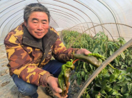 五河縣申集鎮：蔬菜大棚走出致富帶頭人