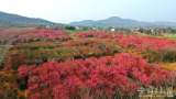 踏春赏花去！合肥发布春季赏花攻略及地图
