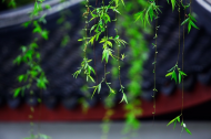 張建春：春雨安好