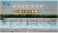 直播回放|閩江河口濕地：候鳥北歸“告別季”