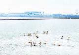 巢湖水暖“鳥”先知