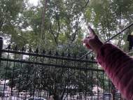 合肥市民反映小區(qū)樓前行道樹長(zhǎng)勢(shì)繁茂影響采光 相關(guān)部門回應(yīng)