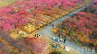 廬江白湖鎮：梅花綻放醉游人