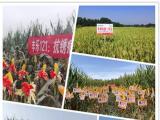 丰乐种业迎央企入主 助力合肥打造“种业之都”